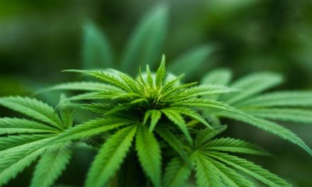 City Of Merced Announces Cannabis Dispensary Application Rankings