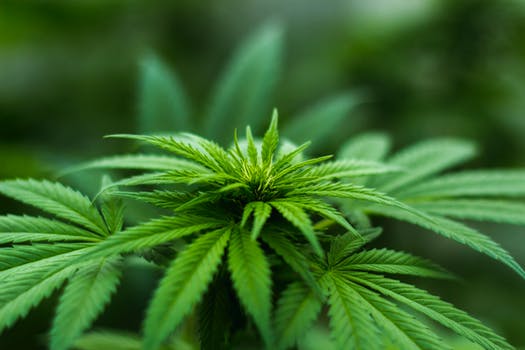 City Of Merced Announces Cannabis Dispensary Application Rankings