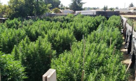 Large Amounts of Illegal Marijuana Plants Seized in Atwater