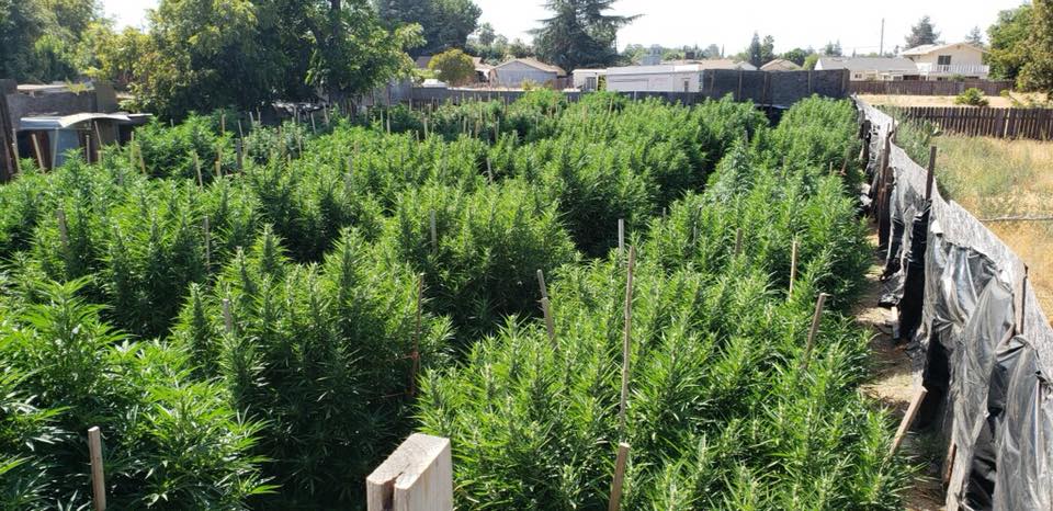 Large Amounts of Illegal Marijuana Plants Seized in Atwater