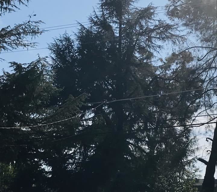 Update on man stuck in a tree in Winton