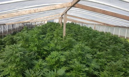 Merced County deputies seize more than 18,000 marijuana plants