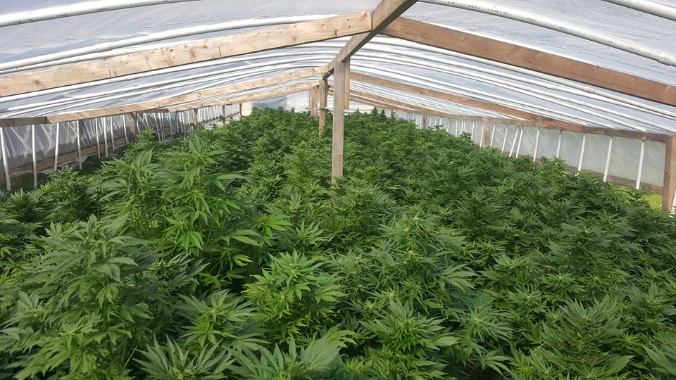 Merced County deputies seize more than 18,000 marijuana plants
