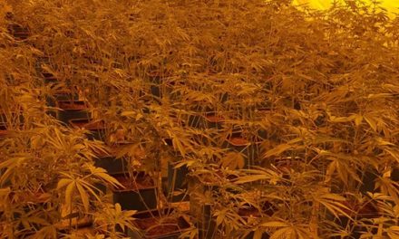 More than 6,000 marijuana plants seized after search warrant