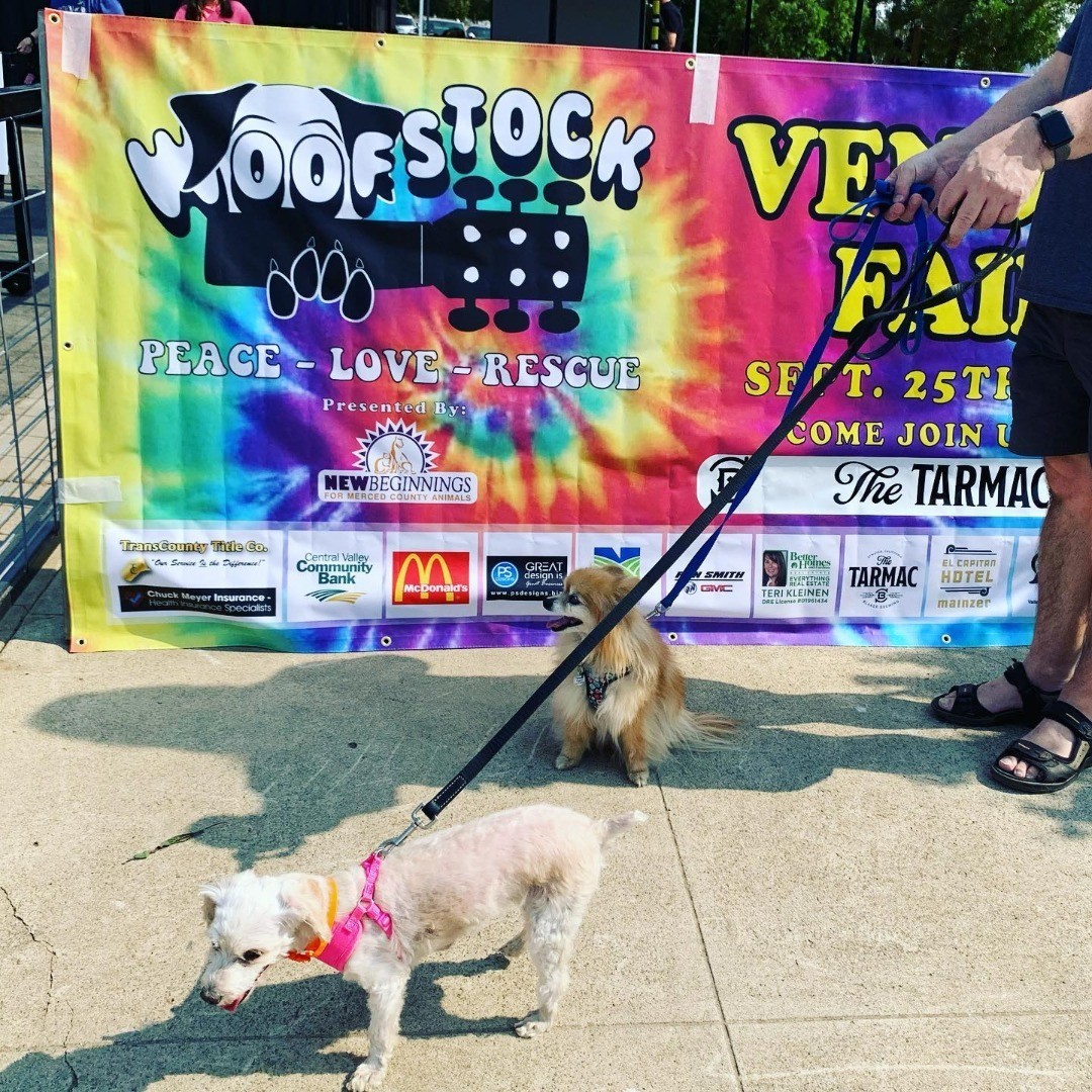 Woofstock vendors 2024